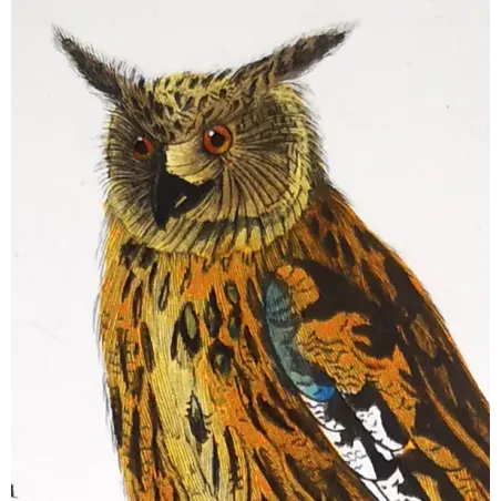 Antique Bird Engraving – Pierre Antoine Prêtre – Eagle Owl and Tawny Owl