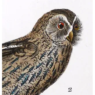Antique Bird Engraving – Pierre Antoine Prêtre – Eagle Owl and Tawny Owl
