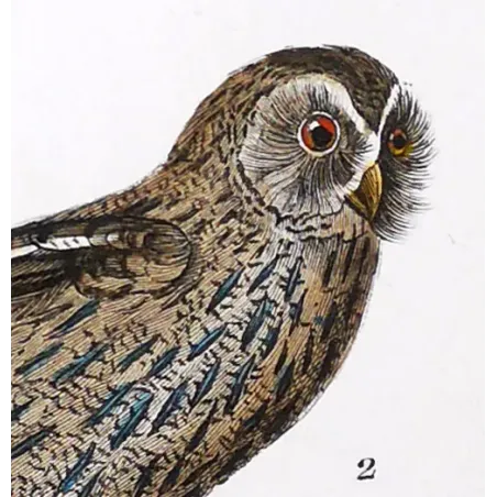 Antique Bird Engraving – Pierre Antoine Prêtre – Eagle Owl and Tawny Owl