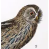 Eagle Owl and Tawny Owl (*Bubo bubo*) and (*Strix aluco*) Original hand-colored Antique Print by Prêtre (c.1835)