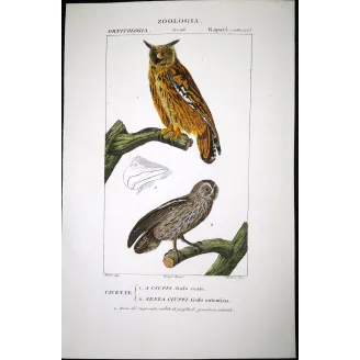 Antique Bird Engraving – Pierre Antoine Prêtre – Eagle Owl and Tawny Owl