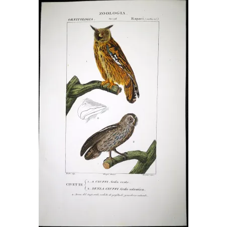 Antique Bird Engraving – Pierre Antoine Prêtre – Eagle Owl and Tawny Owl