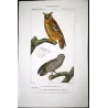 Eagle Owl and Tawny Owl (*Bubo bubo*) and (*Strix aluco*) Original hand-colored Antique Print by Prêtre (c.1835)