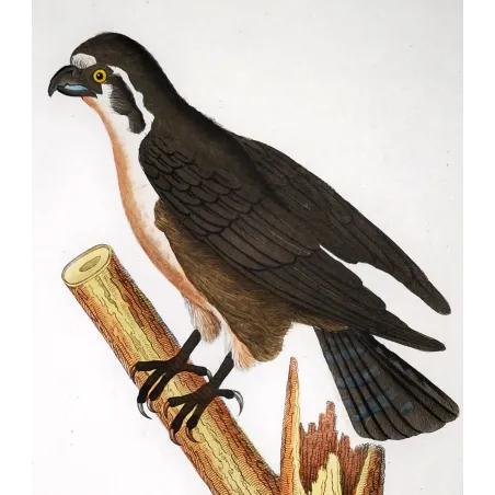 Antique Bird Engraving – Pierre Antoine Prêtre – Osprey