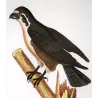 Osprey (*Pandion haliaetus*) Original hand-colored Antique Print by Prêtre (c.1835)