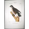 Osprey (*Pandion haliaetus*) Original hand-colored Antique Print by Prêtre (c.1835)