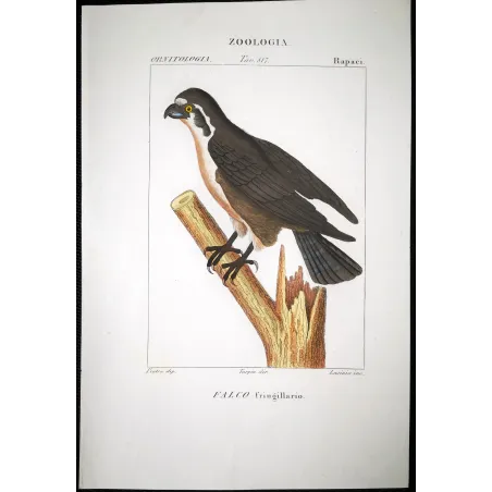 Antique Bird Engraving – Pierre Antoine Prêtre – Osprey