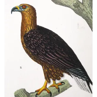 Antique Bird Engraving – Pierre Antoine Prêtre – Golden Eagle