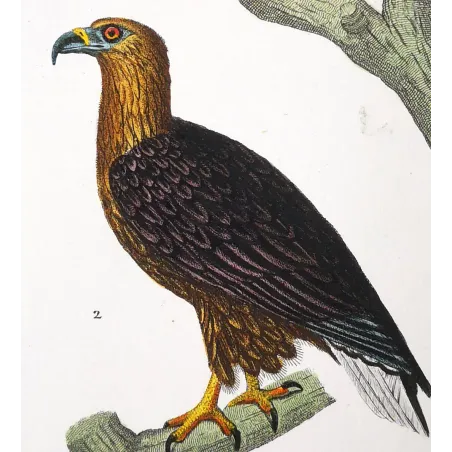 Antique Bird Engraving – Pierre Antoine Prêtre – Golden Eagle