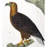 Golden Eagle (*Aquila chrysaetos*) - White-tailed Eagle (*Haliaeetus albicilla*) Original hand-color Antique Print (c.1835)