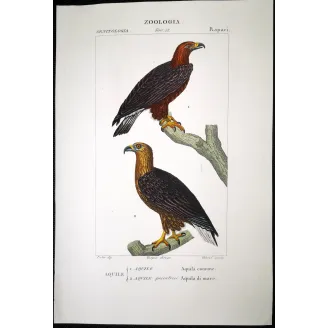Antique Bird Engraving – Pierre Antoine Prêtre – Golden Eagle