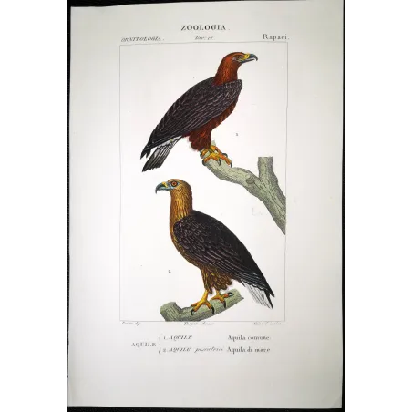 Antique Bird Engraving – Pierre Antoine Prêtre – Golden Eagle