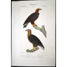 Golden Eagle (*Aquila chrysaetos*) - White-tailed Eagle (*Haliaeetus albicilla*) Original hand-color Antique Print (c.1835)