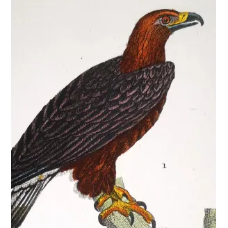 Antique Bird Engraving – Pierre Antoine Prêtre – Golden Eagle