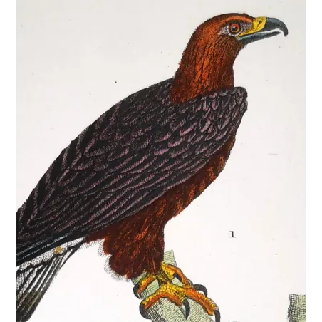 Antique Bird Engraving – Pierre Antoine Prêtre – Golden Eagle