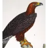 Golden Eagle (*Aquila chrysaetos*) - White-tailed Eagle (*Haliaeetus albicilla*) Original hand-color Antique Print (c.1835)