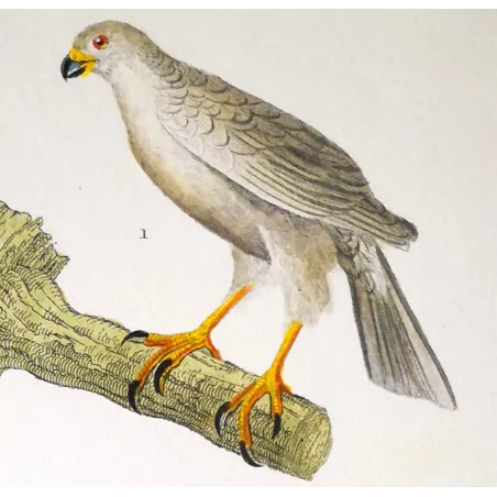 Antique Bird Engraving – Pierre Antoine Prêtre – New Holland Goshawk