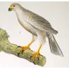 New Holland Goshawk (*Accipiter novaehollandiae*) & Brown Hawk (*Accipiter fasciatus*) Original Antique Print by Prêtre (c1835)