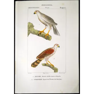 Antique Bird Engraving – Pierre Antoine Prêtre – New Holland Goshawk
