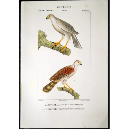 Antique Bird Engraving – Pierre Antoine Prêtre – New Holland Goshawk