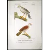 New Holland Goshawk (*Accipiter novaehollandiae*) & Brown Hawk (*Accipiter fasciatus*) Original Antique Print by Prêtre (c1835)