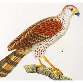 Antique Bird Engraving – Pierre Antoine Prêtre – New Holland Goshawk