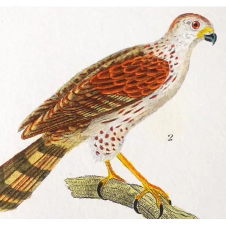 Antique Bird Engraving – Pierre Antoine Prêtre – New Holland Goshawk
