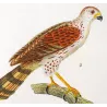 New Holland Goshawk (*Accipiter novaehollandiae*) & Brown Hawk (*Accipiter fasciatus*) Original Antique Print by Prêtre (c1835)