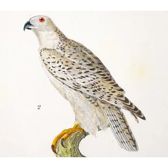 Antique Bird Engraving – Pierre Antoine Prêtre – Peregrine Falcon