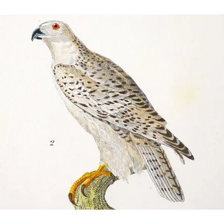 Antique Bird Engraving – Pierre Antoine Prêtre – Peregrine Falcon