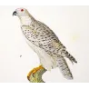 Peregrine Falcon (*Falco peregrinus*) & Gyrfalcon (*Falco rusticolus*) Original hand-colored Antique Print by Prêtre (c.1835)