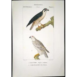 Antique Bird Engraving – Pierre Antoine Prêtre – Peregrine Falcon