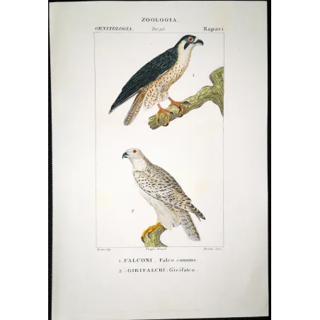Antique Bird Engraving – Pierre Antoine Prêtre – Peregrine Falcon