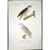 Peregrine Falcon (*Falco peregrinus*) & Gyrfalcon (*Falco rusticolus*) Original hand-colored Antique Print by Prêtre (c.1835)