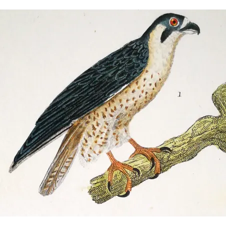 Antique Bird Engraving – Pierre Antoine Prêtre – Peregrine Falcon