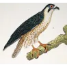 Peregrine Falcon (*Falco peregrinus*) & Gyrfalcon (*Falco rusticolus*) Original hand-colored Antique Print by Prêtre (c.1835)