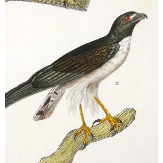Antique Bird Engraving – Pierre Antoine Prêtre – Honey Buzzard