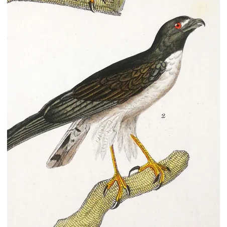 Antique Bird Engraving – Pierre Antoine Prêtre – Honey Buzzard