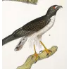 Honey Buzzard (*Pernis apivorus*) & Rough-legged Buzzard (*Buteo lagopus*) Original hand-colored Antique Print Prêtre (c.1835)