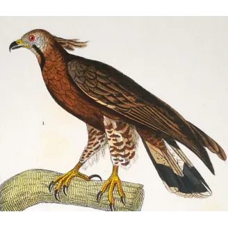 Antique Bird Engraving – Pierre Antoine Prêtre – Honey Buzzard