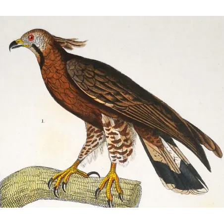 Antique Bird Engraving – Pierre Antoine Prêtre – Honey Buzzard