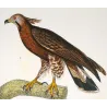 Honey Buzzard (*Pernis apivorus*) & Rough-legged Buzzard (*Buteo lagopus*) Original hand-colored Antique Print Prêtre (c.1835)