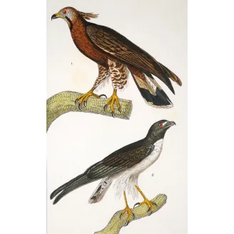Antique Bird Engraving – Pierre Antoine Prêtre – Honey Buzzard