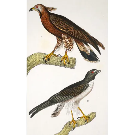 Antique Bird Engraving – Pierre Antoine Prêtre – Honey Buzzard