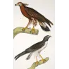 Honey Buzzard (*Pernis apivorus*) & Rough-legged Buzzard (*Buteo lagopus*) Original hand-colored Antique Print Prêtre (c.1835)