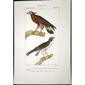 Antique Bird Engraving – Pierre Antoine Prêtre – Honey Buzzard