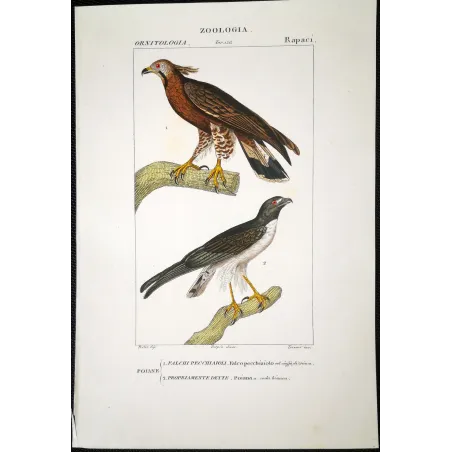 Antique Bird Engraving – Pierre Antoine Prêtre – Honey Buzzard