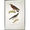 Honey Buzzard (*Pernis apivorus*) & Rough-legged Buzzard (*Buteo lagopus*) Original hand-colored Antique Print Prêtre (c.1835)