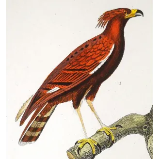 Antique Bird Engraving – Pierre Antoine Prêtre – Ornate Hawk-Eagle