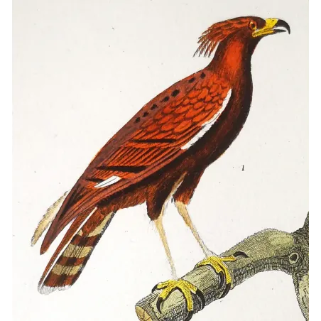 Antique Bird Engraving – Pierre Antoine Prêtre – Ornate Hawk-Eagle